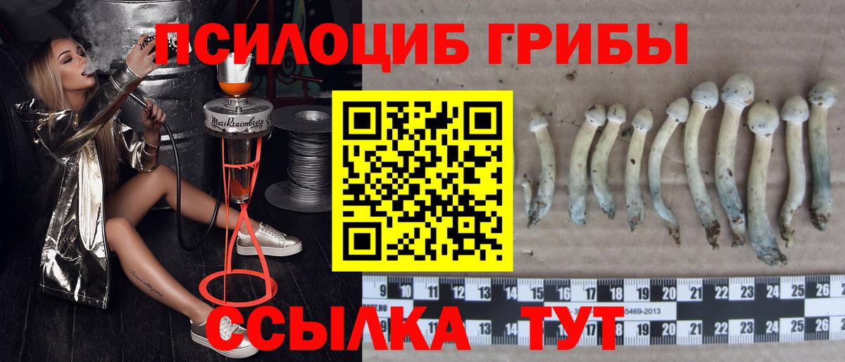 продажа наркотиков  Вход с VPN  Краснодар  Галлюциногенные грибы мицелий 
